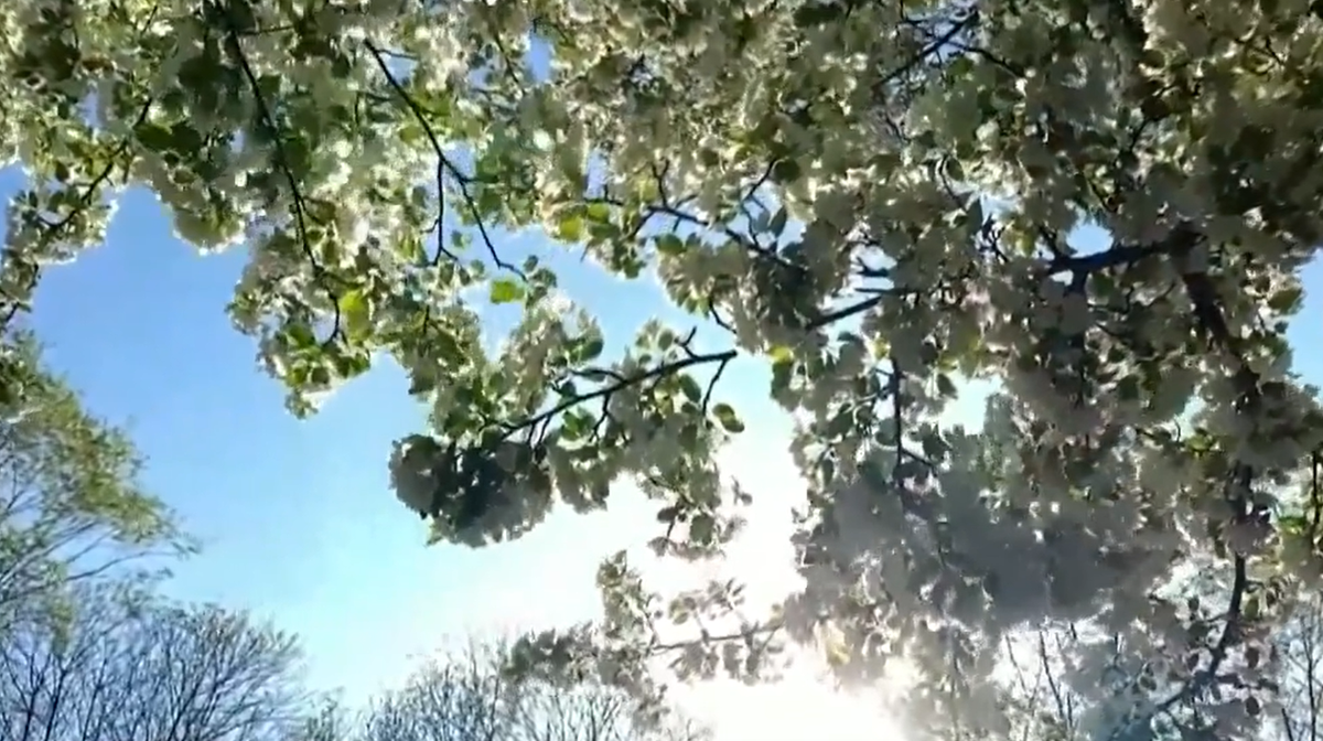 Pharmacist offers advice to cut down on allergy symptoms