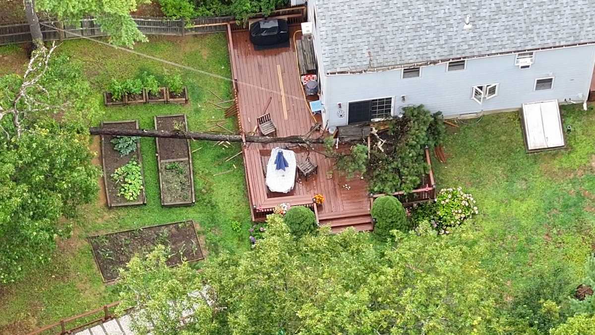 South Shore woman killed by falling tree identified