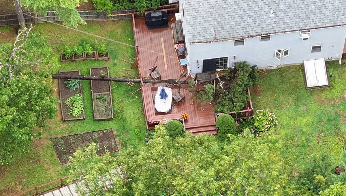 Woman dies after being struck by falling tree while on her porch
