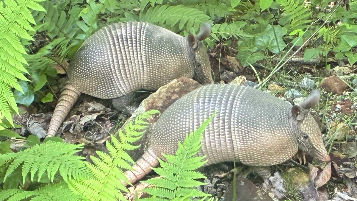 Wildlife officials warn about invasive armadillos
