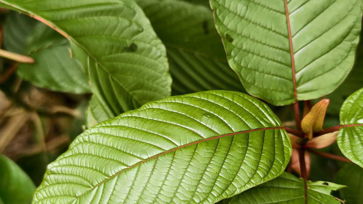 Ohio reclassifies synthetic kratom, making ban permanent