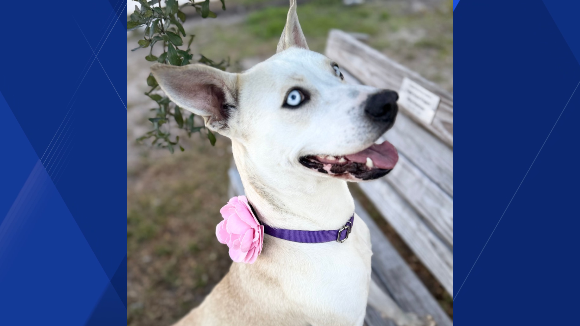 Mutts and Meows: Chappell Bone joins the studio