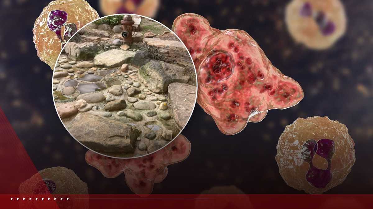 Coverage image for: NC teen who died from brain-eating amoeba 'most likely' contracted infection in Durham: Officials