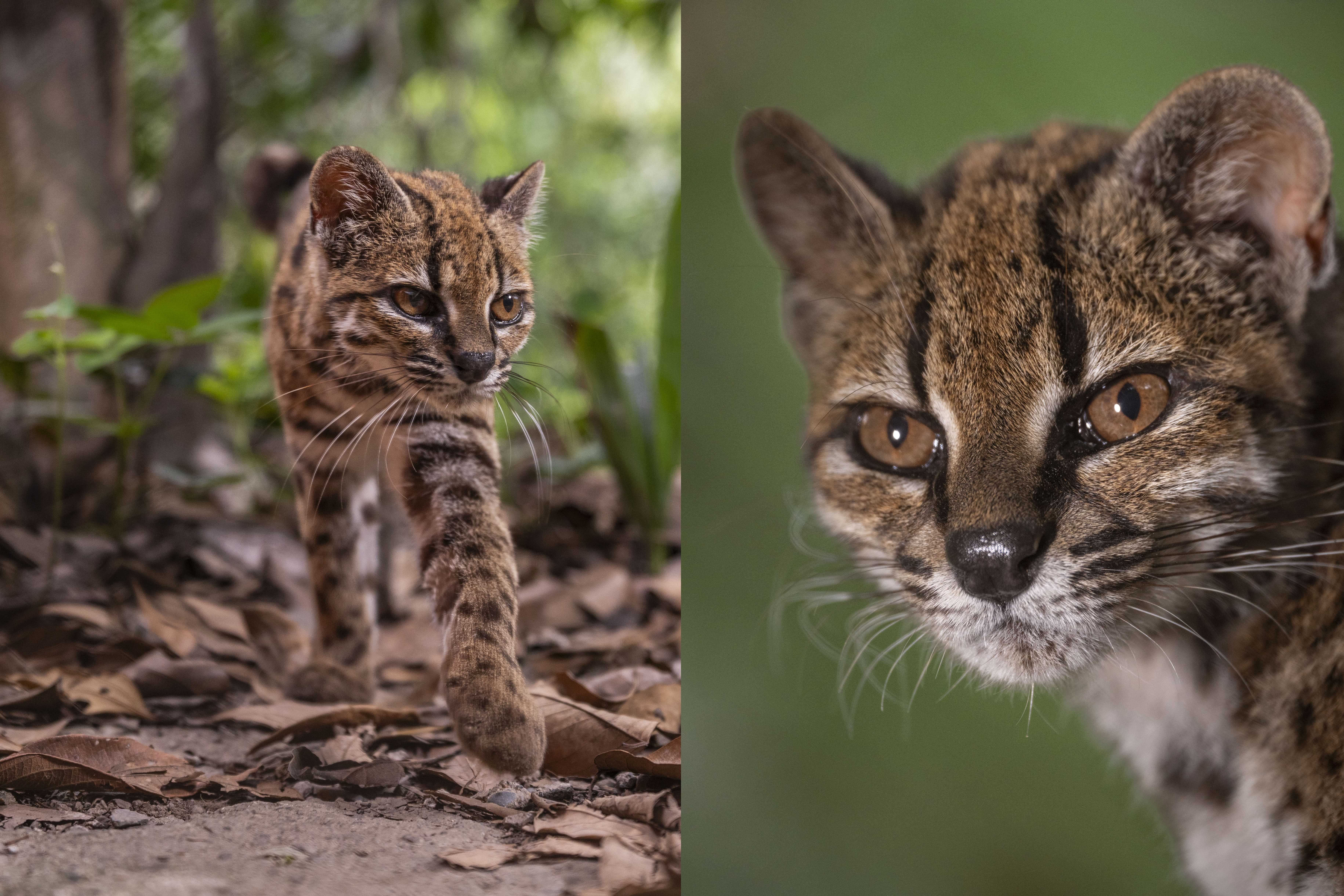 New wild cat species identified for first time in 100 years