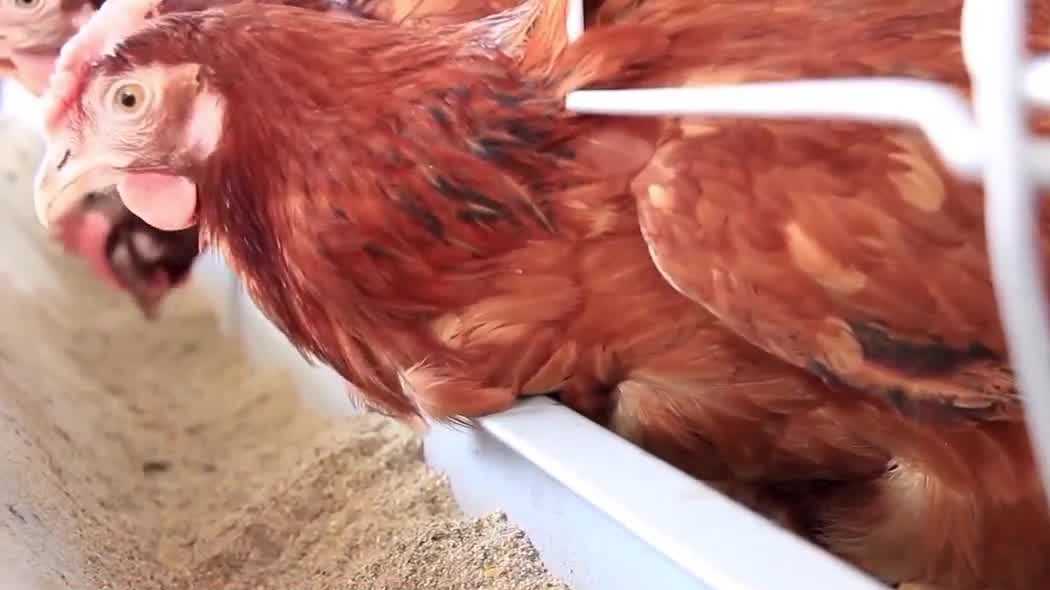Stuart postpones backyard chicken ordinance vote to next month after staffing issue