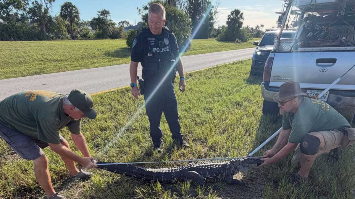 Cape Coral police help trap roaming gators as Florida nears the end of mating season