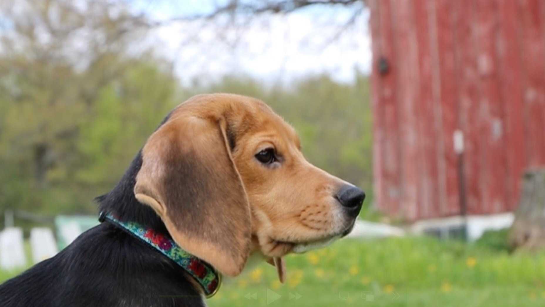 1,500 beagles to get new homes, warm laps after release from research facility