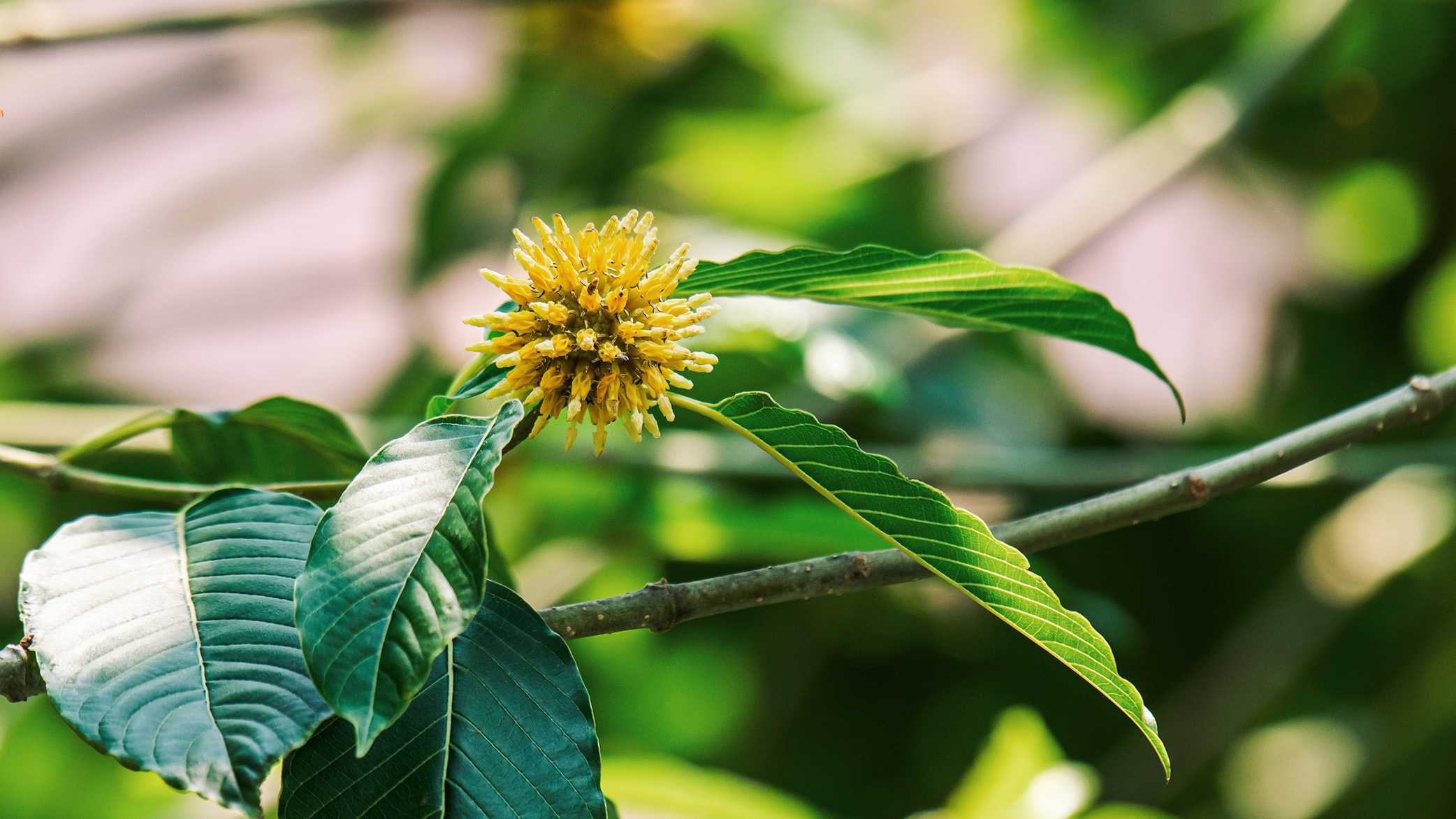 What to know about kratom after two Ole Miss students found dead
