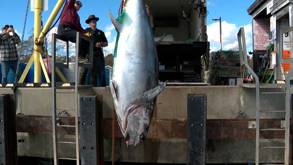 New Hampshire Fisherman Breaks State Record With 1,116-Pound Bluefin Tuna