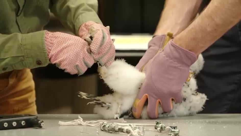 Four Peregrine Falcon Chicks Banded in Pennsylvania - News Directory 3