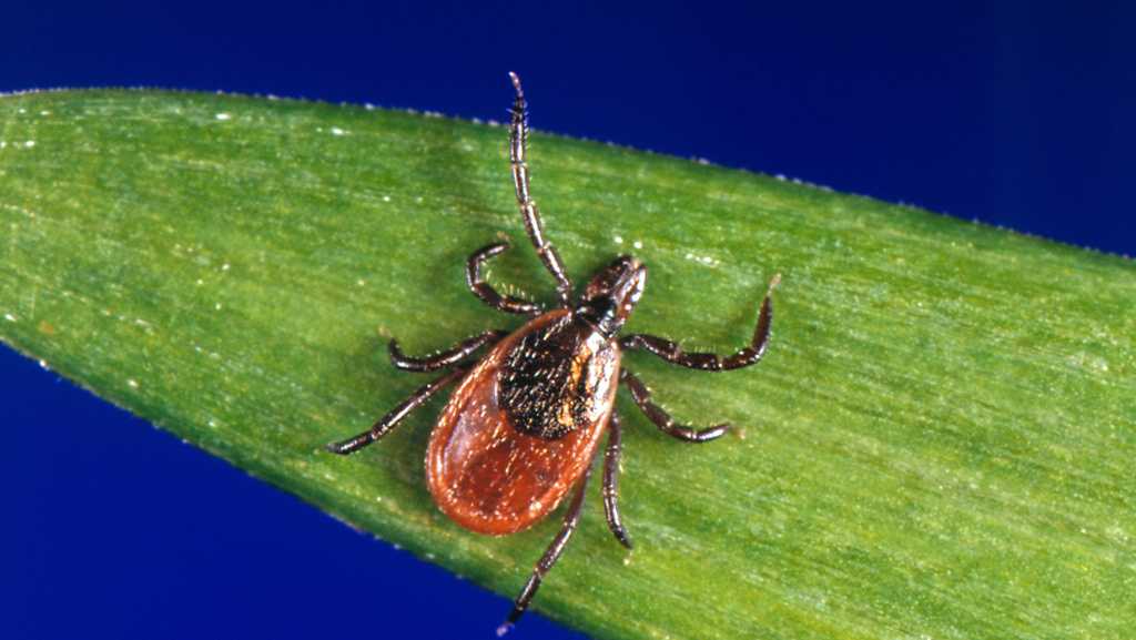 Tick season seems to be off to a fast start, and some experts worry about future illnesses