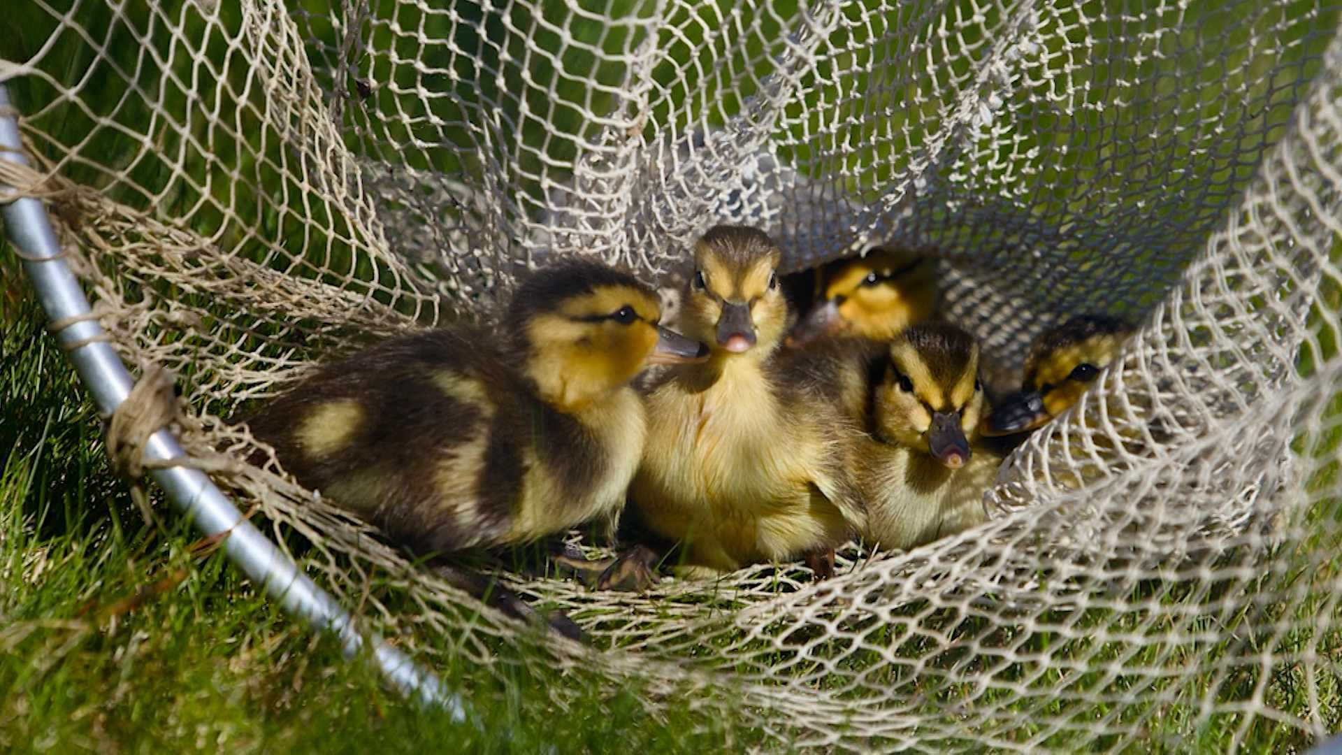 A dozen ducklings rescued from storm drain near CMMC in Lewiston