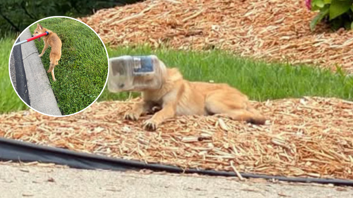 Coyote with jar stuck on head freed, released to be with pack