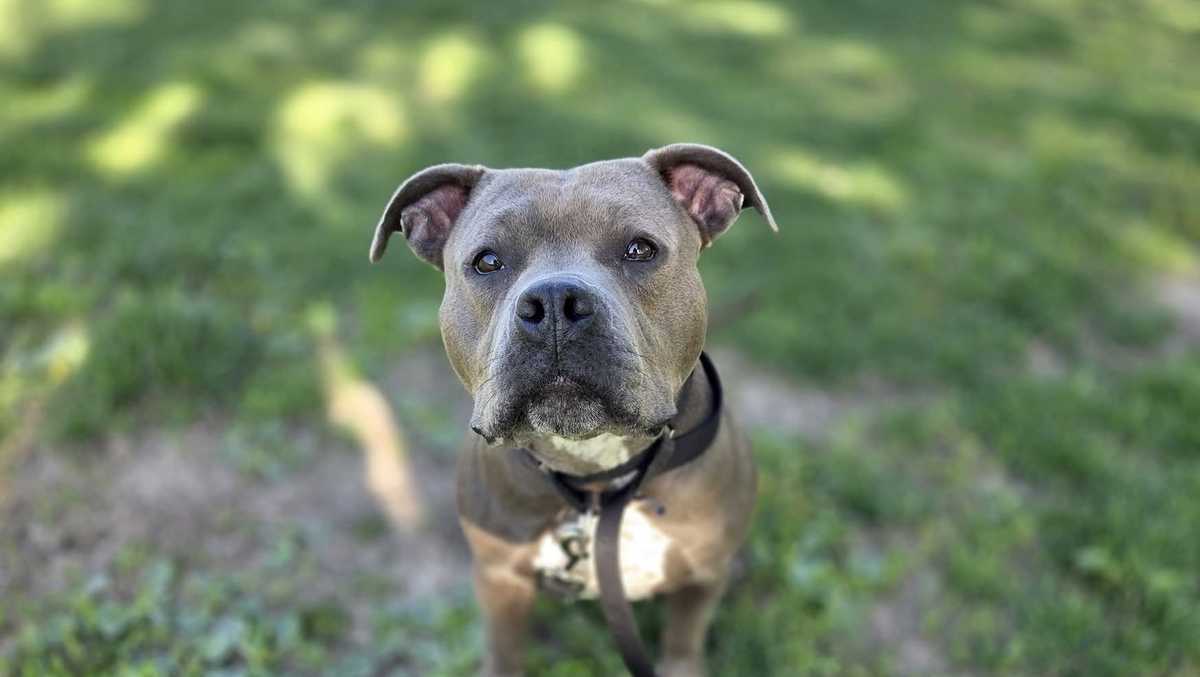 Nebraska Humane Society announces new adoption special