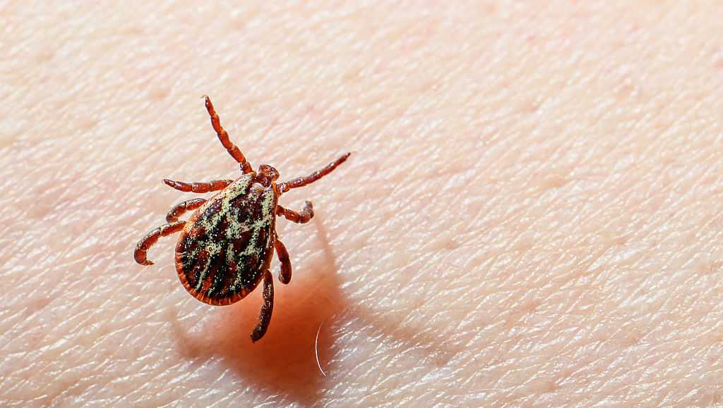 Lyme disease cases rise in Pennsylvania, local officials urge precaution