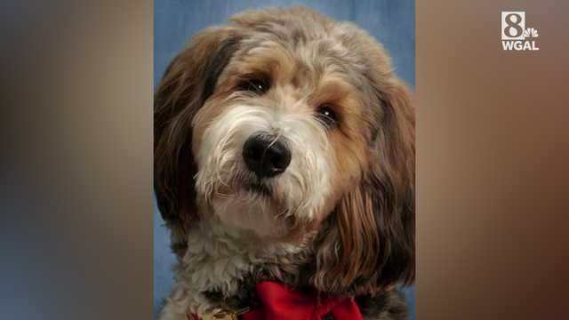 Warwick School Board weighs hearing on principal's future after facility dog Callie's death