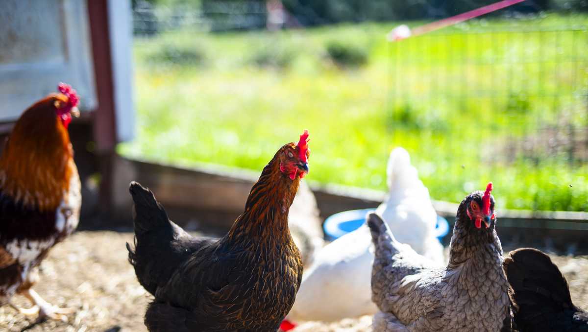 Five Vermonters sickened after salmonella outbreak linked to backyard poultry