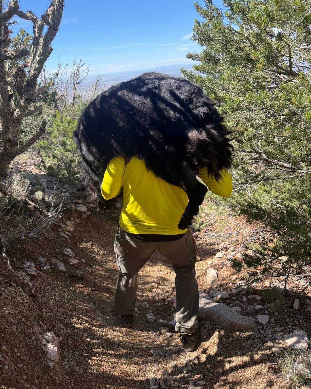 130-pound dog rescued during mountain hike because he was too exhausted to finish