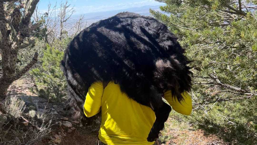 130-pound dog rescued after mountain hike