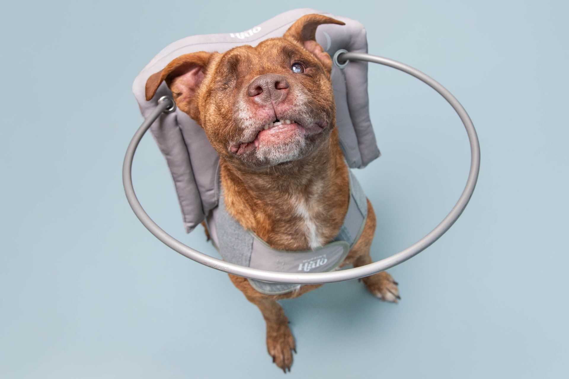 Adoptable pets at the Greenville Humane Society
