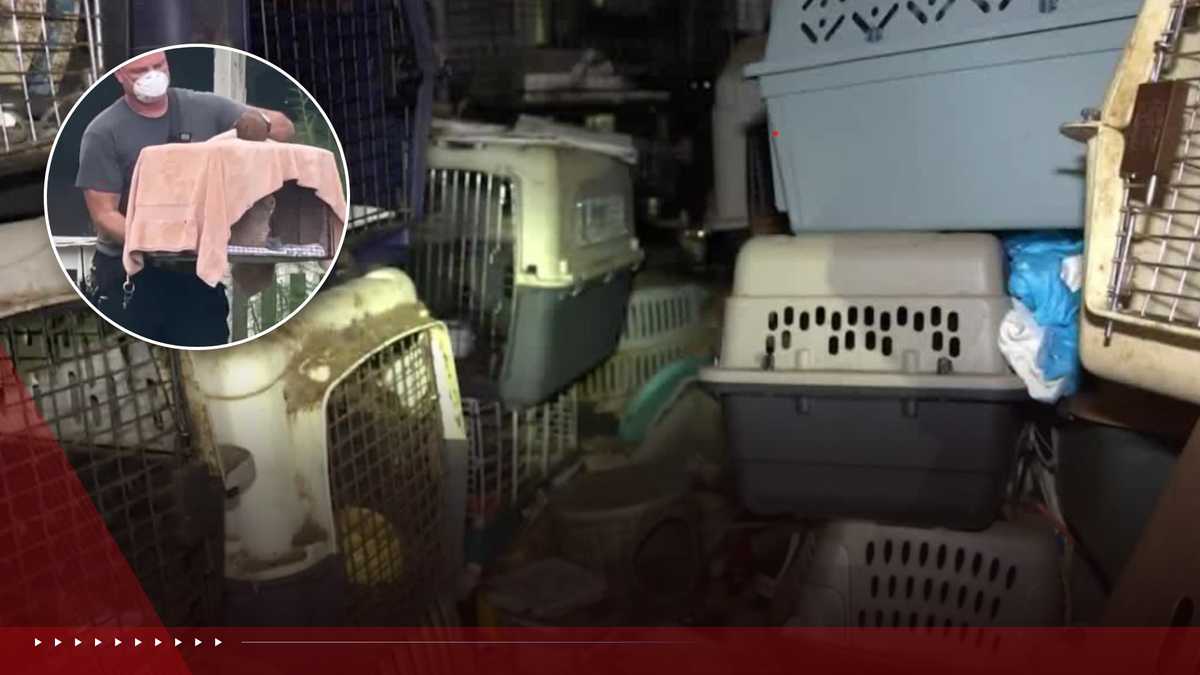 Expert breaks down the psychology of animal hoarding after Stuart woman arrested