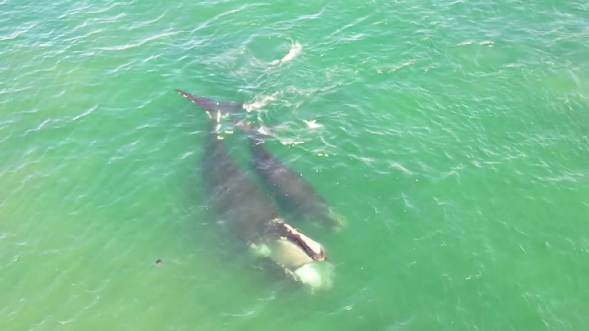 Right whale pair spotted close to shore in Gloucester Harbor