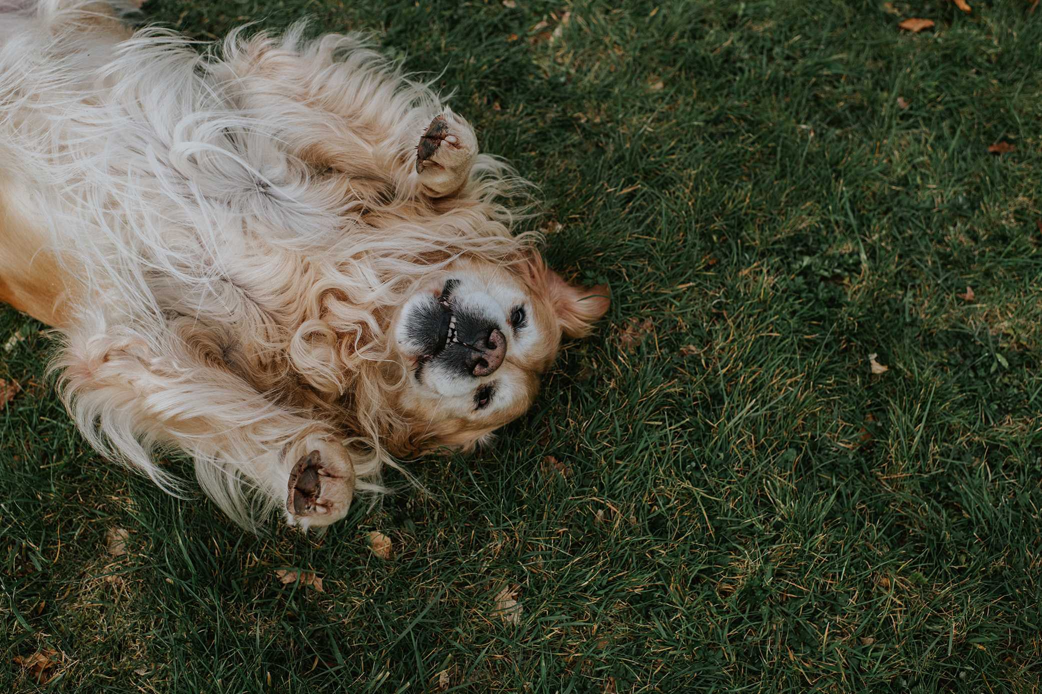 Dog supplements sold online recalled over potential salmonella contamination