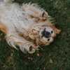 Dog supplements sold online recalled over potential salmonella contamination
