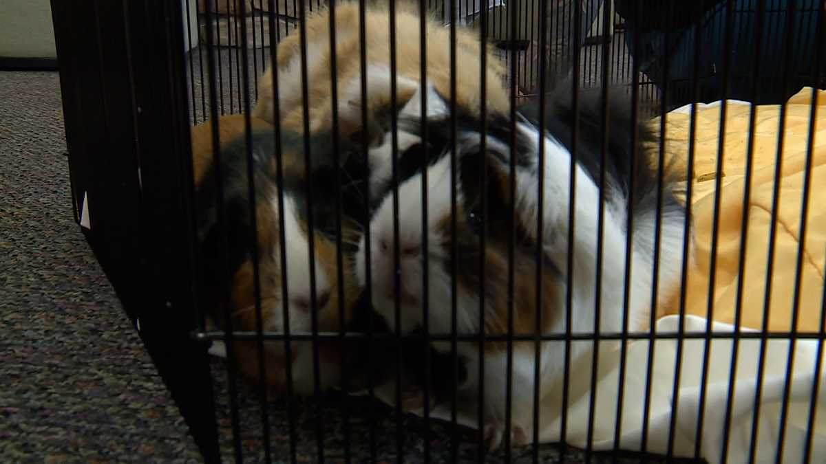 "About as fun as it gets." Family of Guinea pigs is the Greater Portland Adoptable Pet of the Week