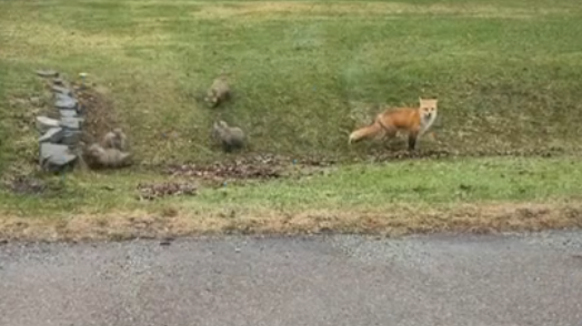 Adorable video: Fox family, including baby kits, move into Vermont neighborhood