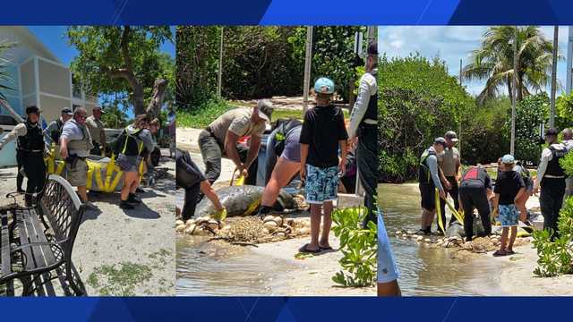 Juvenile manatee found with chronic open lesions was rescued from Tween Waters Marina on Captiva