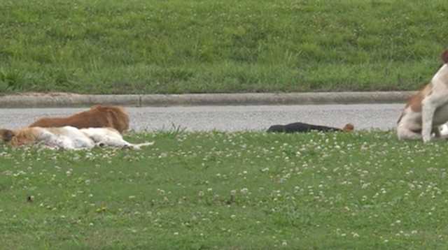 Alabama city tables plan to shoot stray dogs amid public outcry