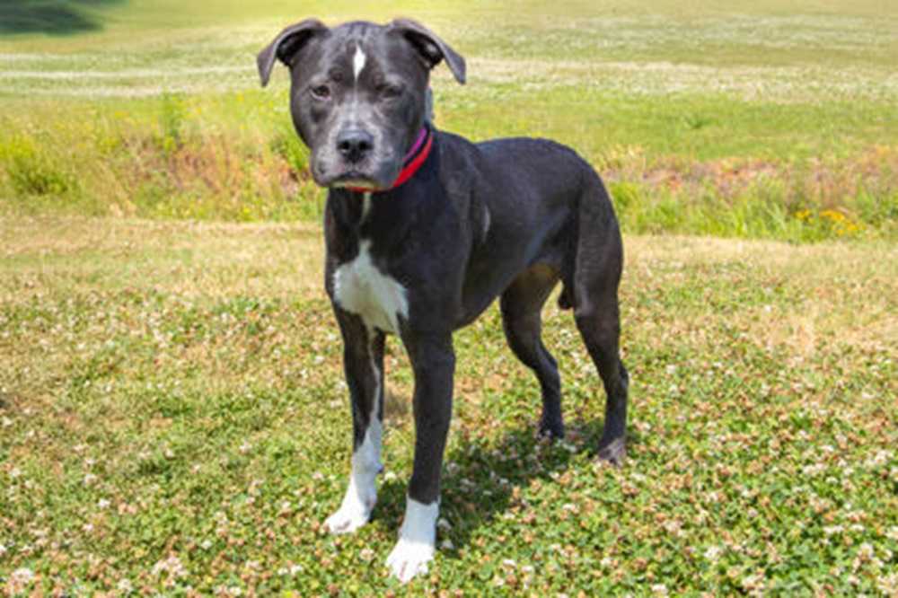 Adoptable pets at the Greenville Humane Society