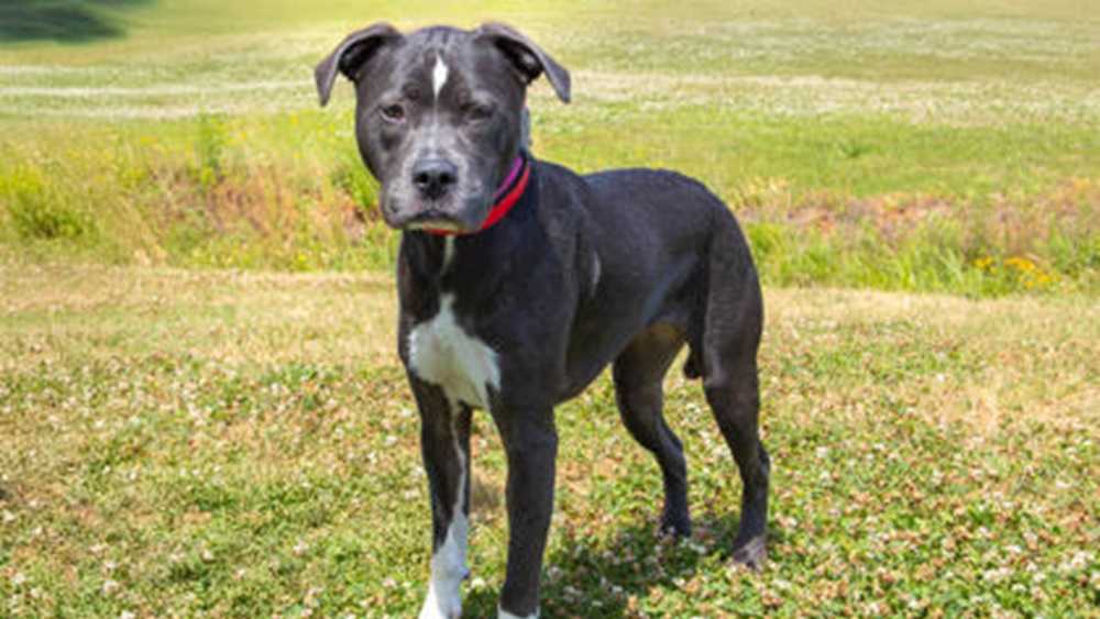 Adoptable pets at the Greenville Humane Society