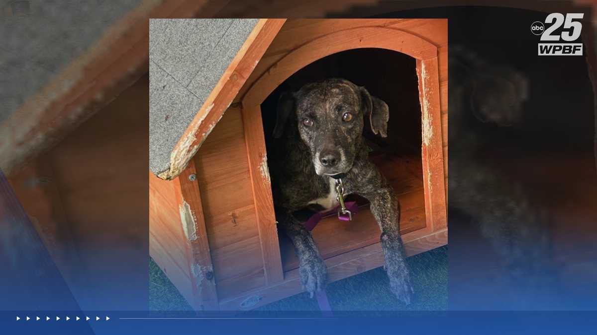 WPBF to the Rescue: Helping animals find forever homes