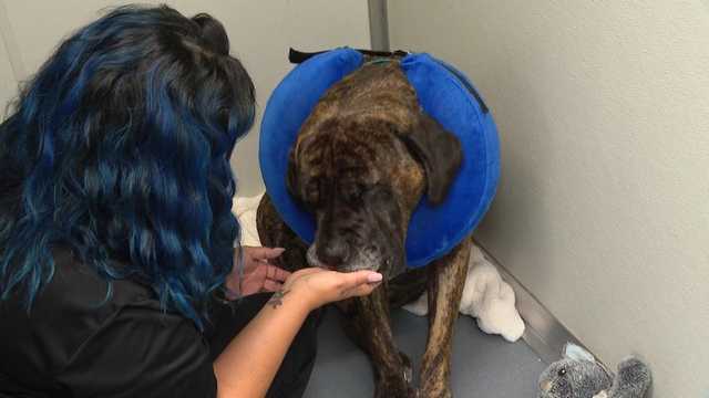 Pet parents find relief as Assisted Canine Care Plus program helps dogs after surgery