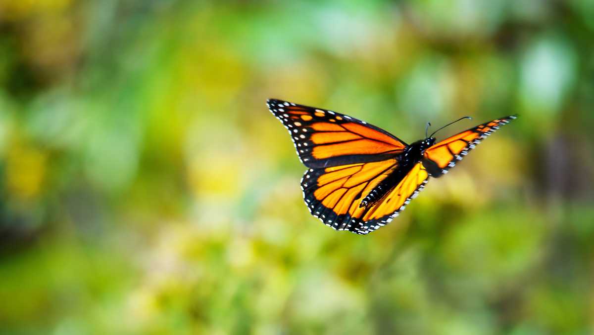 Peak monarch butterfly migration begins in the Carolinas and Georgia