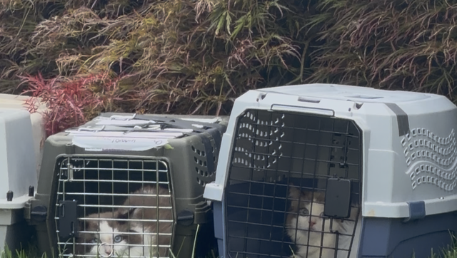 Police and SPCA investigate Lancaster Township home, remove dozens of cats