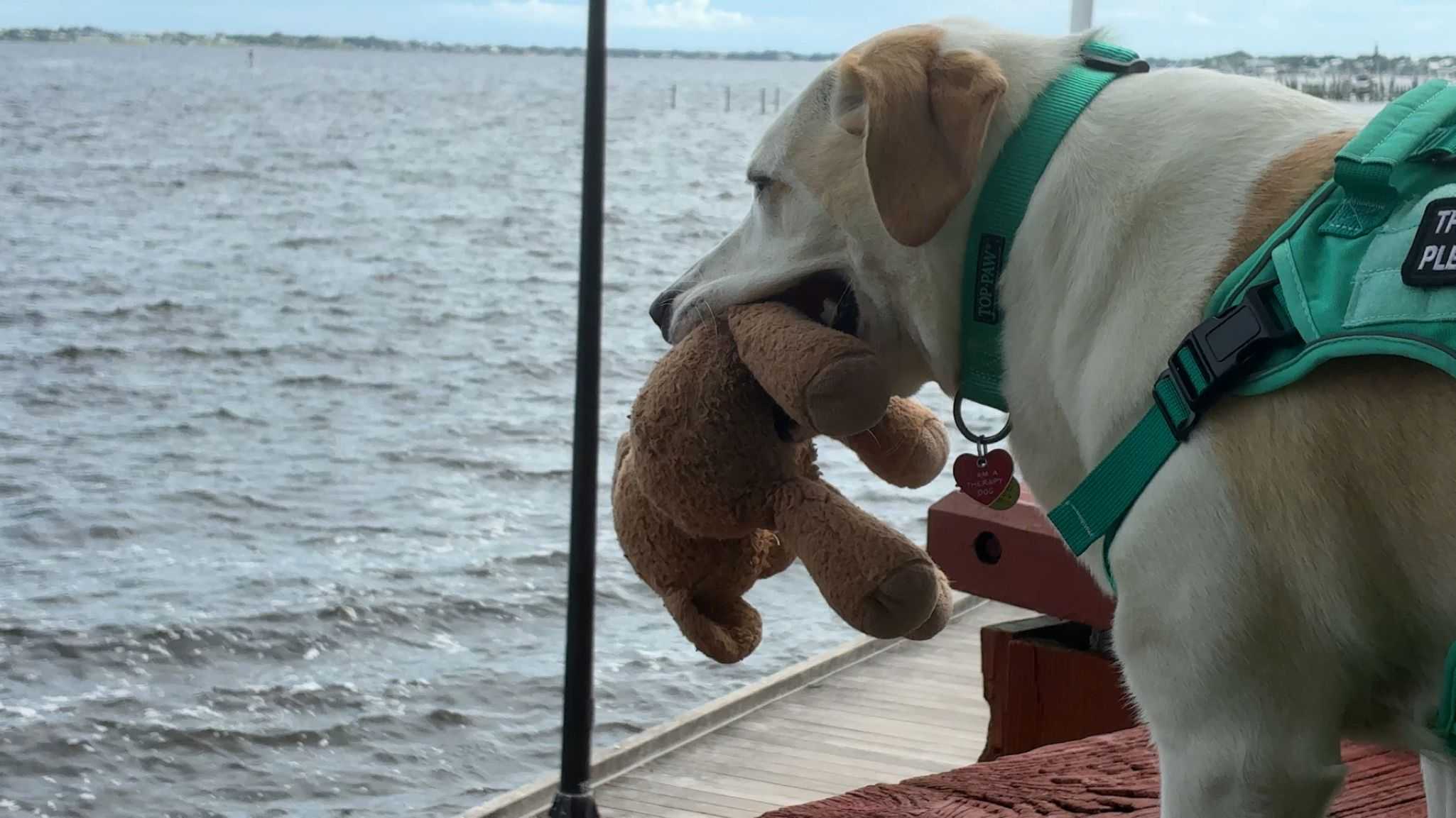 Rescue dog gets job helping children