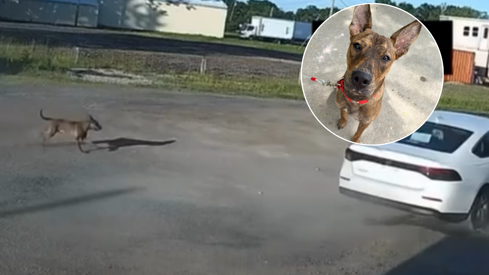 Heartbreaking video shows dog chasing car after being abandoned