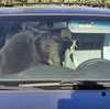 Parched summer in the Rockies sends hungry bears into urban areas and confrontations with people