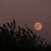 Planets, autumn equinox, and a Harvest Moon: Astronomical events for September 2026