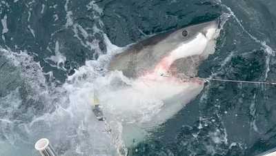1,400-pound white sharks tracked to Georgia, South Carolina waters