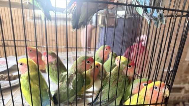 74 parrots rescued from barn in Whitefield