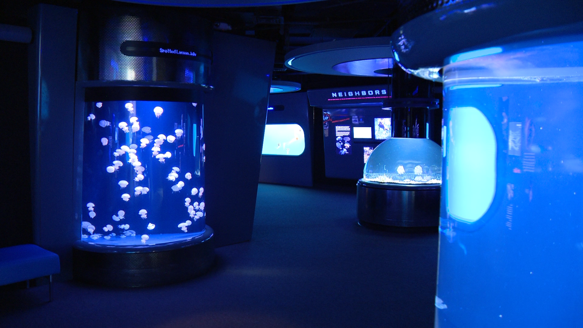 National Aquarium's Voyages Chapter 8 offers adults-only culinary journey﻿