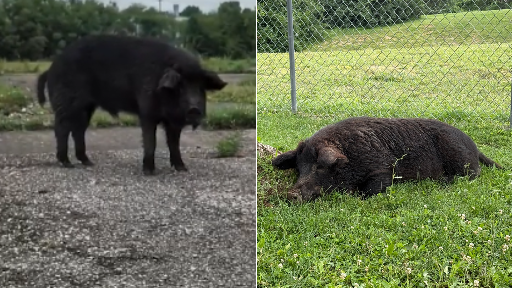 New Richmond rescue to care for wild hog seen running loose near Franklin