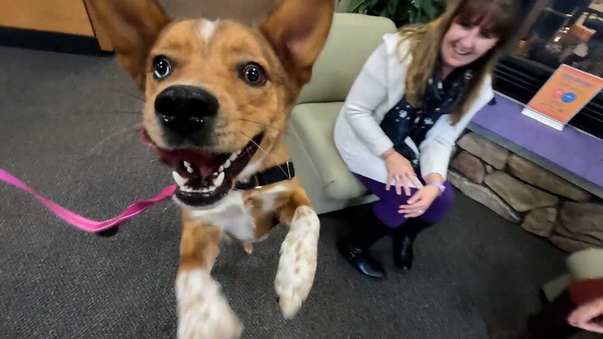 Meet Tow Mater, our Adoptable Pet of the Week in Greater Portland