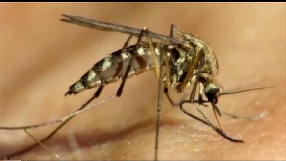 West Nile virus detected in South Carolina mosquitoes - WYFF