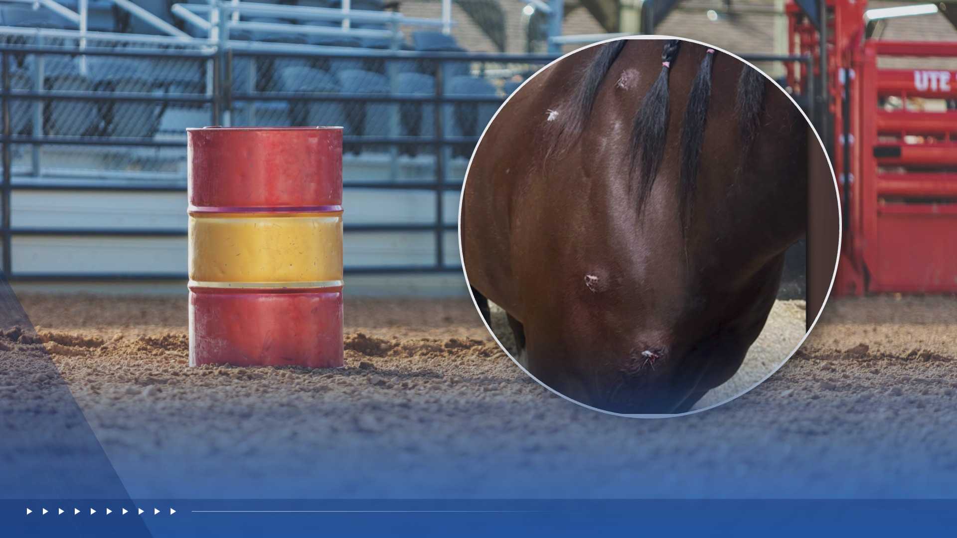 Teenage barrel racing competitor accused of stabbing horses at Las Vegas event