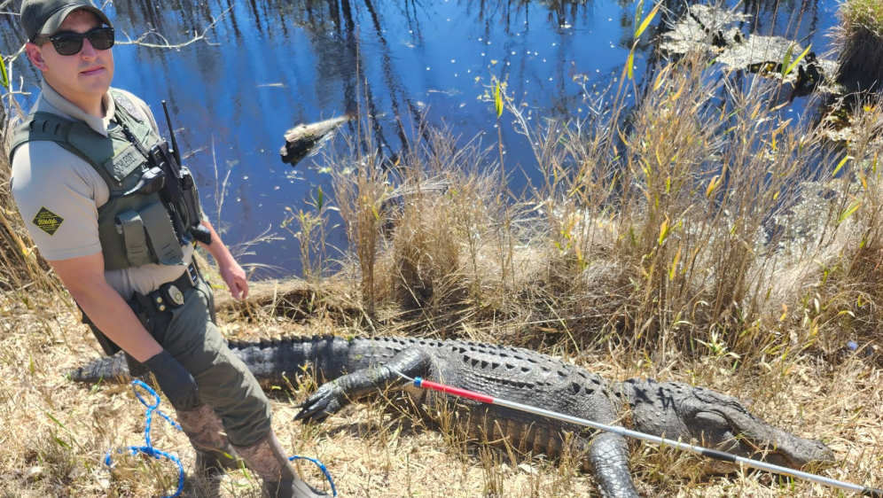North Carolina man fined $2,200 after shooting 12-foot gator multiple times, state finds